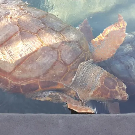 Playa Paraiso-apartment 4 Costa Calma