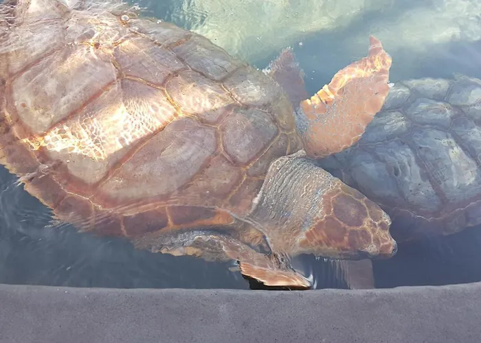 Playa Paraiso-apartment 4 Costa Calma